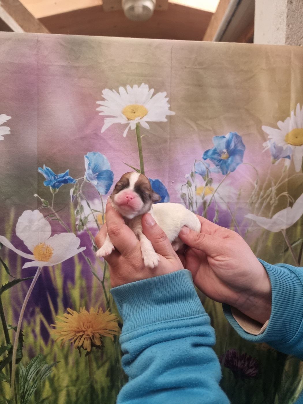 des bois de la bro - Chiots disponibles - Coton de Tulear