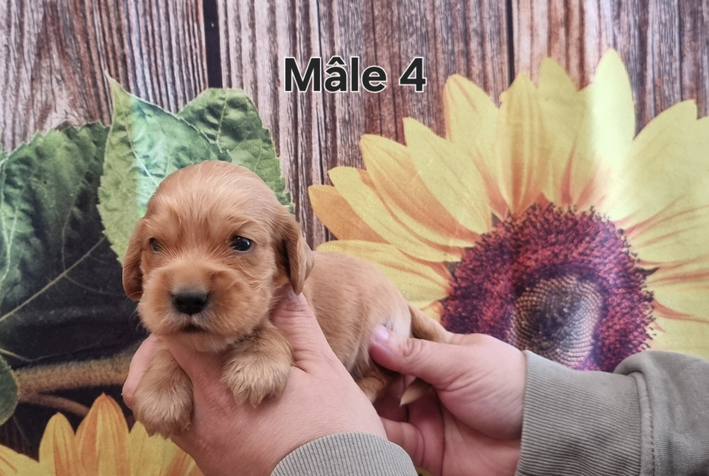 des bois de la bro - Chiots disponibles - Cocker Spaniel Anglais