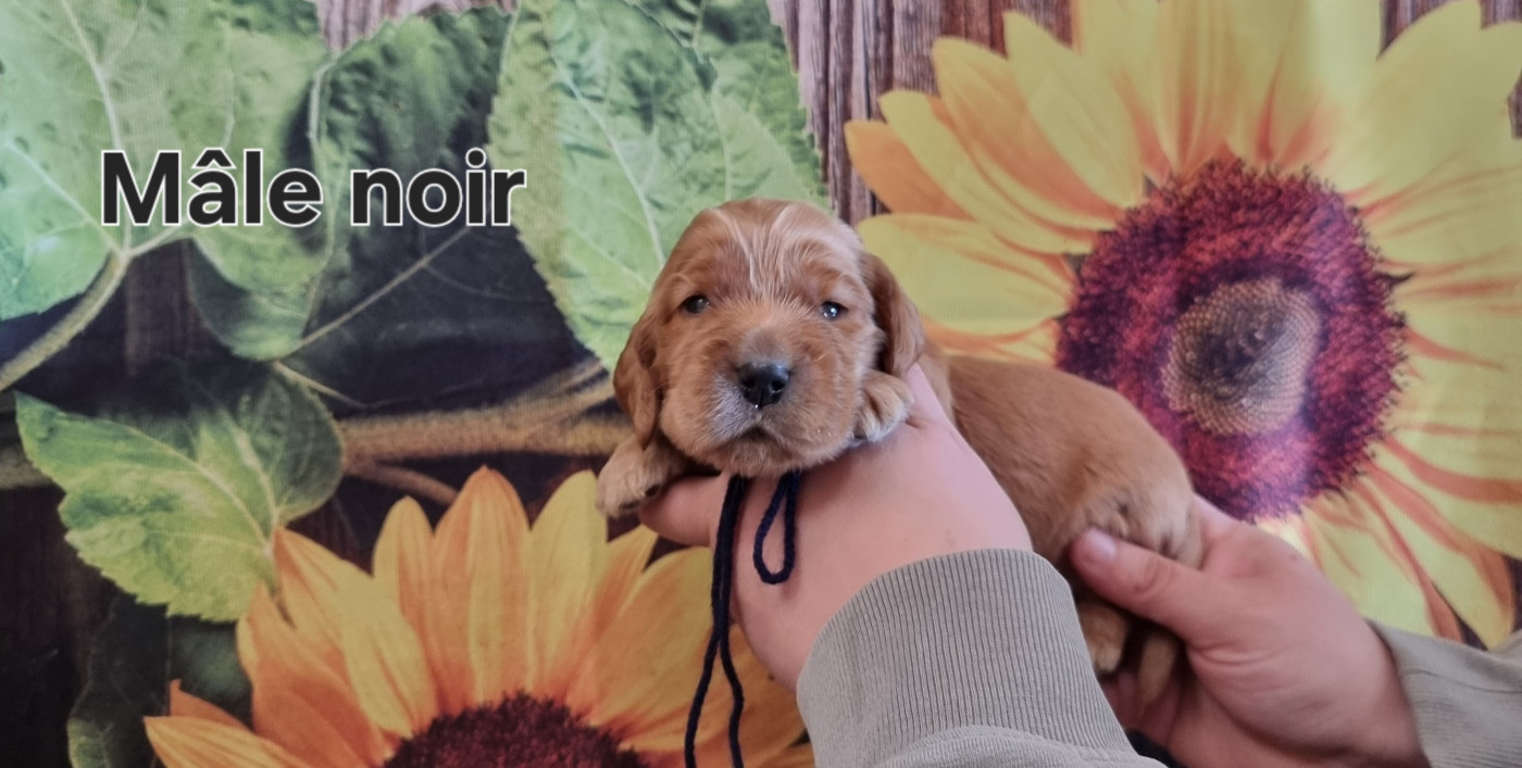 des bois de la bro - Chiots disponibles - Cocker Spaniel Anglais