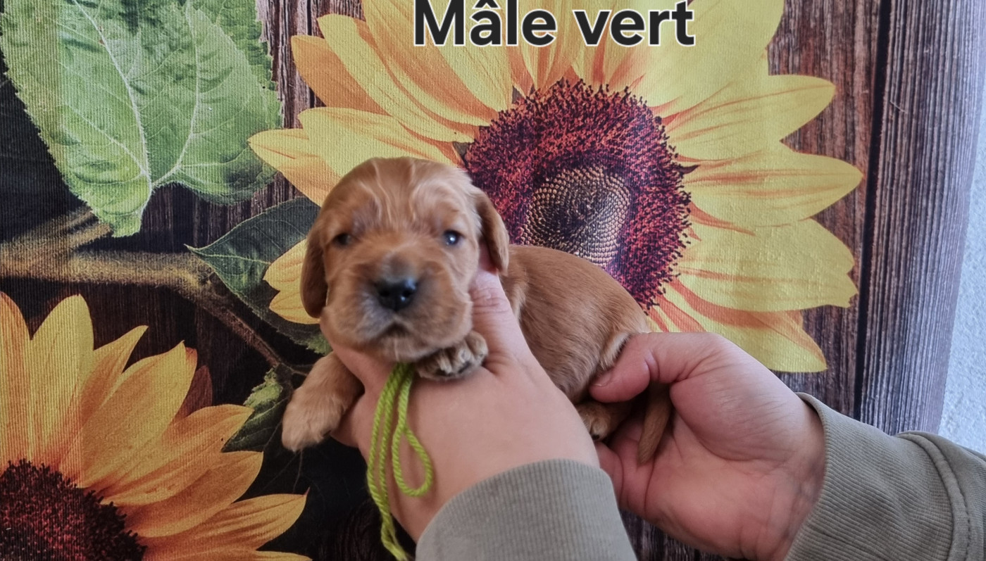 des bois de la bro - Chiots disponibles - Cocker Spaniel Anglais