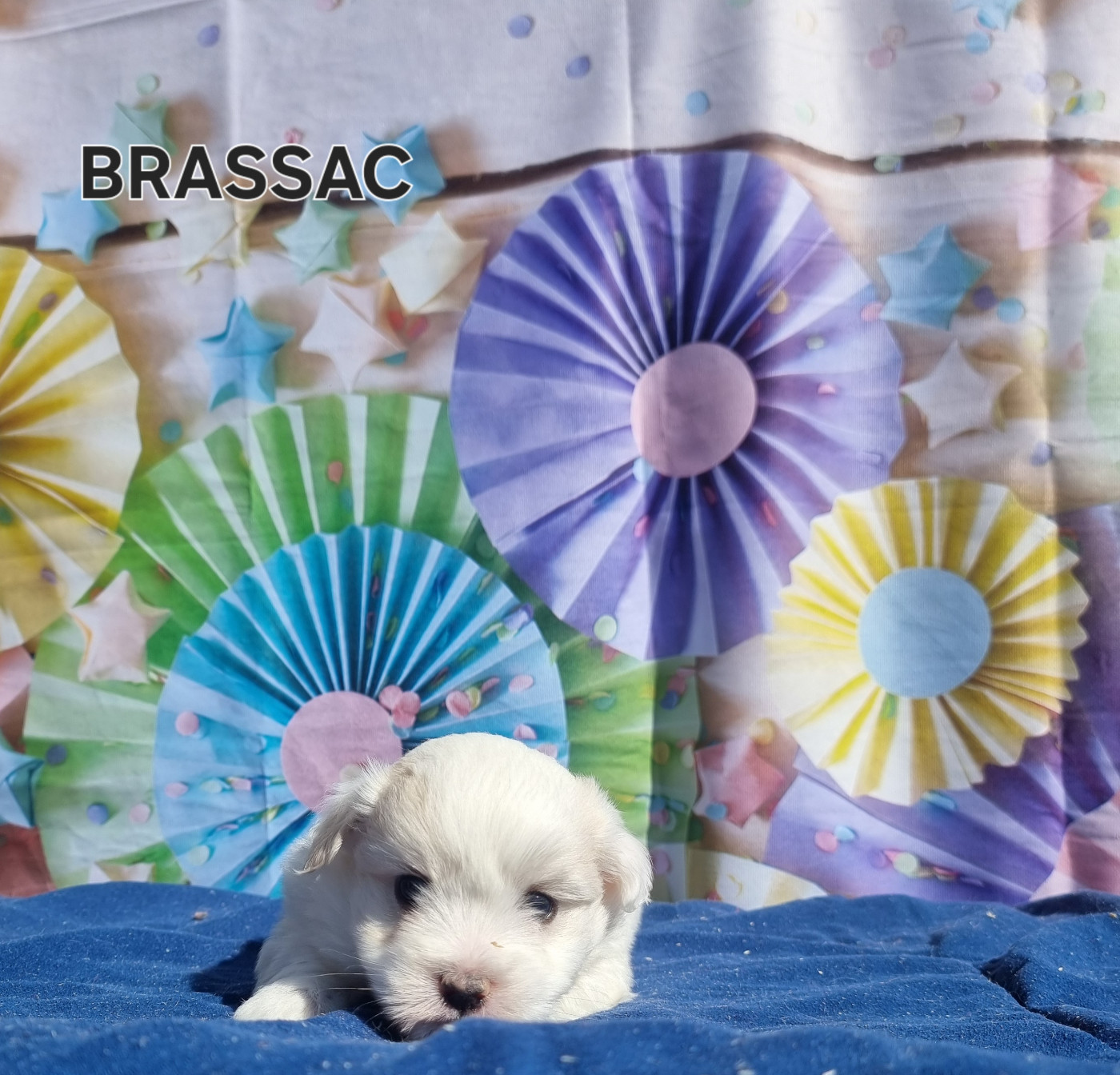 des bois de la bro - Chiots disponibles - Coton de Tulear