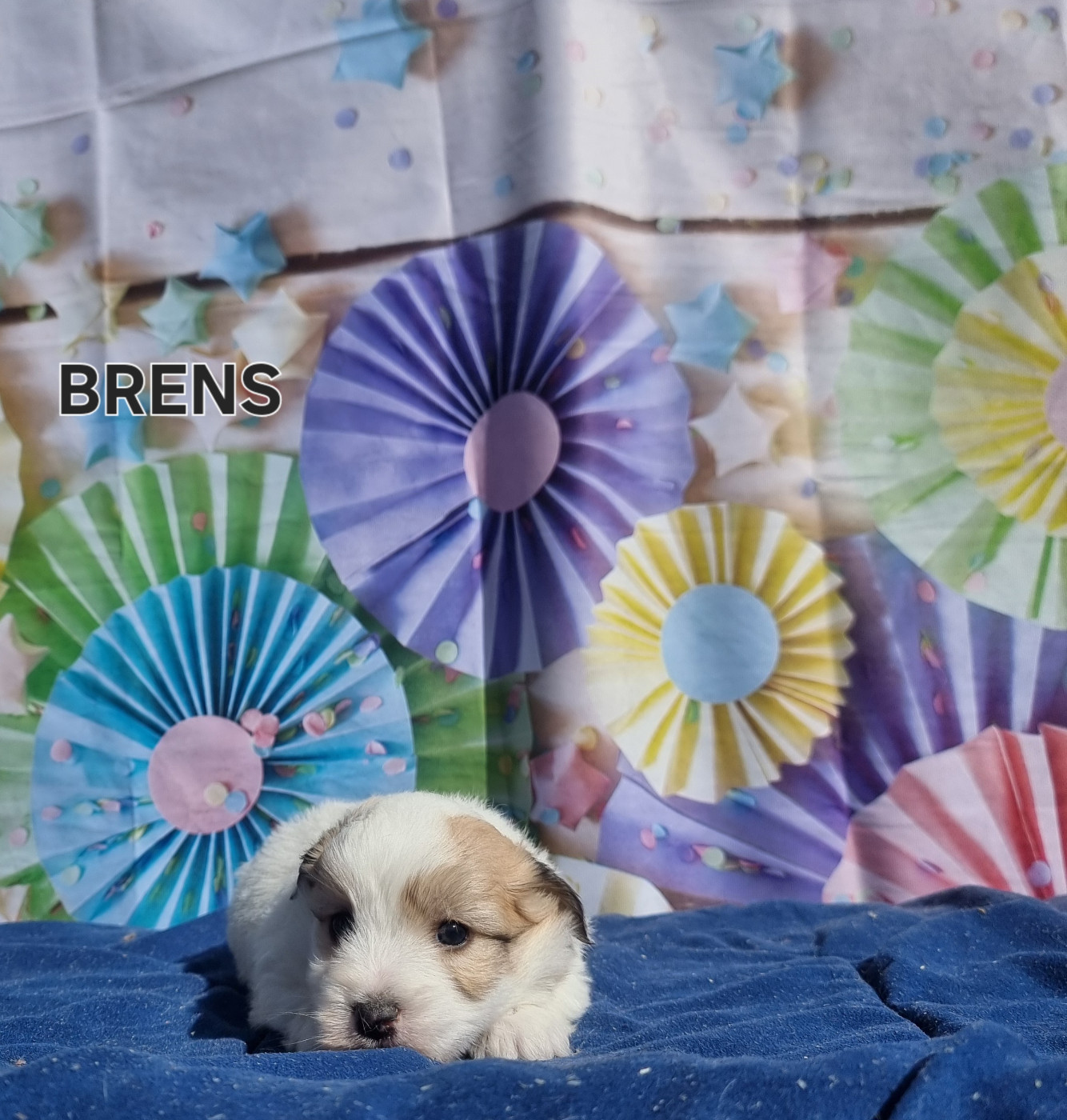 des bois de la bro - Chiots disponibles - Coton de Tulear