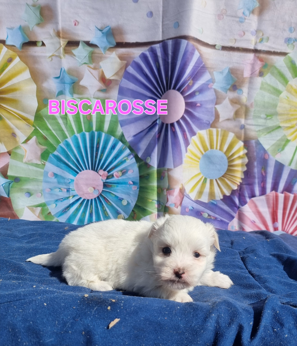 des bois de la bro - Chiots disponibles - Coton de Tulear