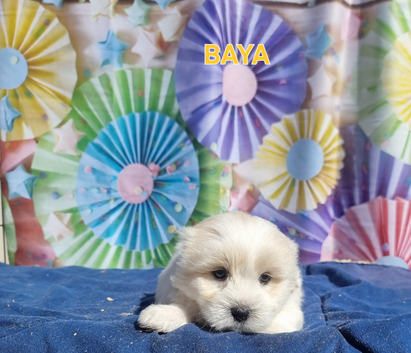 des bois de la bro - Chiots disponibles - Coton de Tulear
