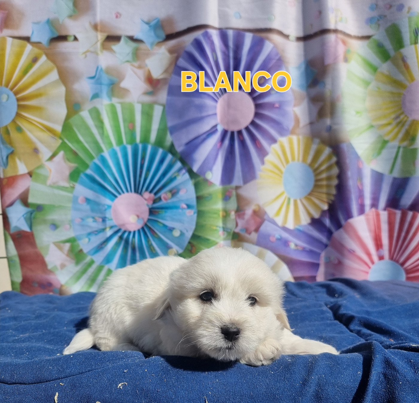 des bois de la bro - Chiots disponibles - Coton de Tulear