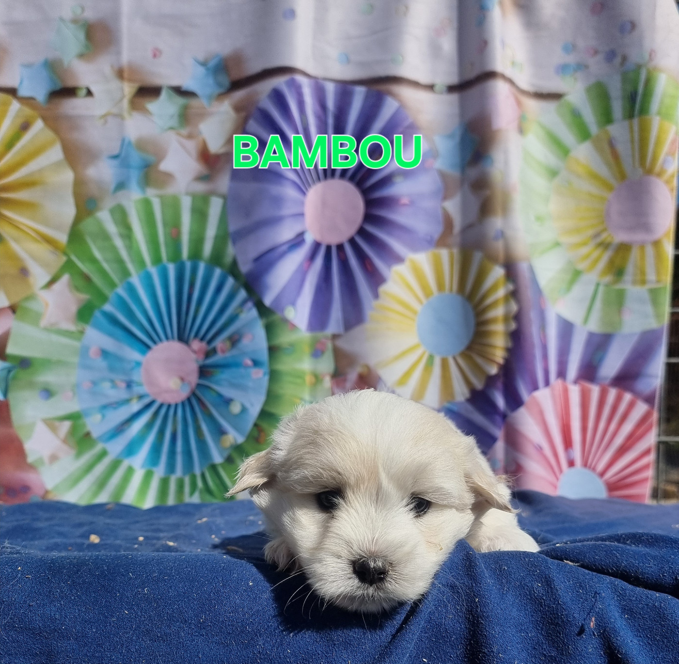 des bois de la bro - Chiots disponibles - Coton de Tulear