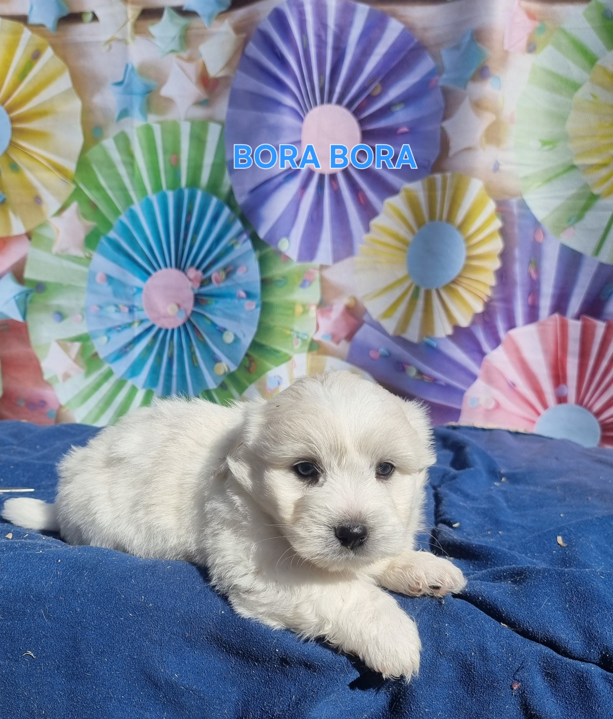 des bois de la bro - Chiots disponibles - Coton de Tulear
