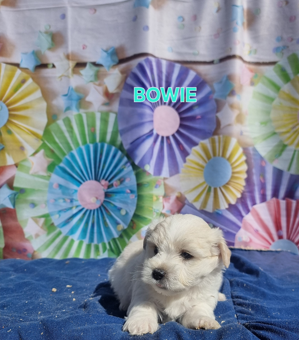 des bois de la bro - Chiots disponibles - Coton de Tulear