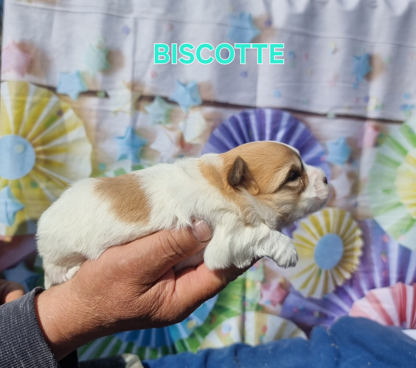des bois de la bro - Chiots disponibles - Coton de Tulear