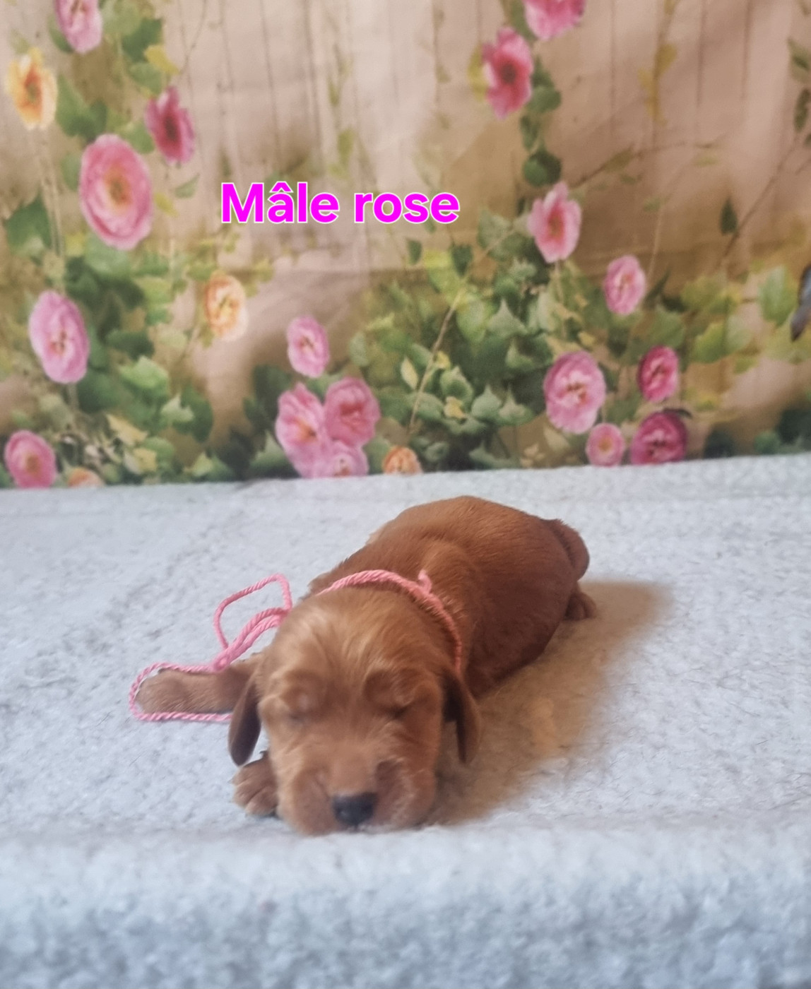 des bois de la bro - Chiots disponibles - Cocker Spaniel Anglais