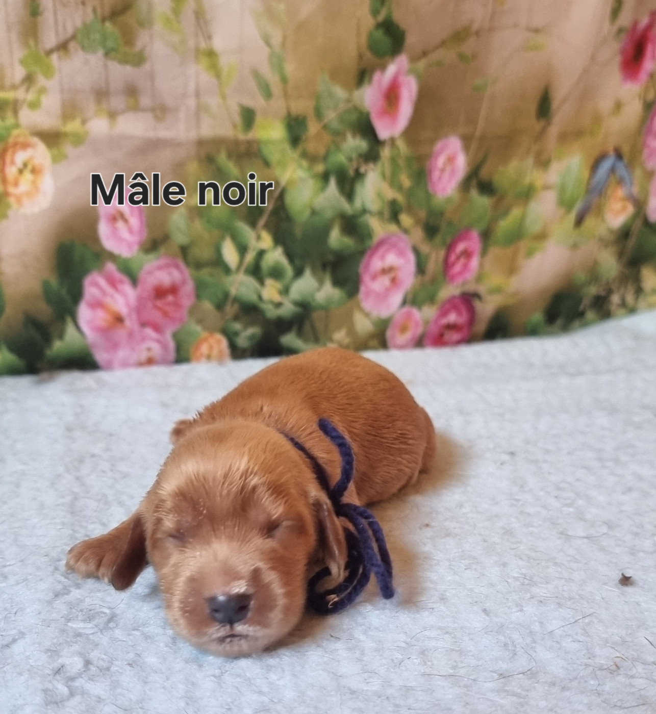 des bois de la bro - Chiots disponibles - Cocker Spaniel Anglais