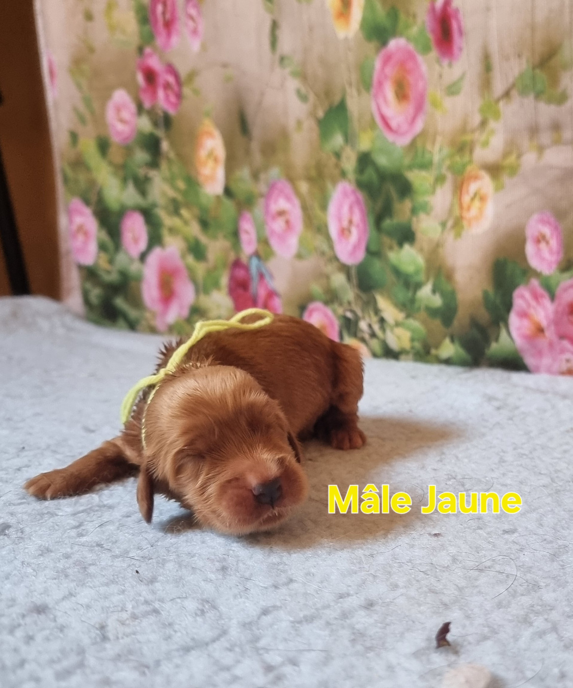 des bois de la bro - Chiots disponibles - Cocker Spaniel Anglais