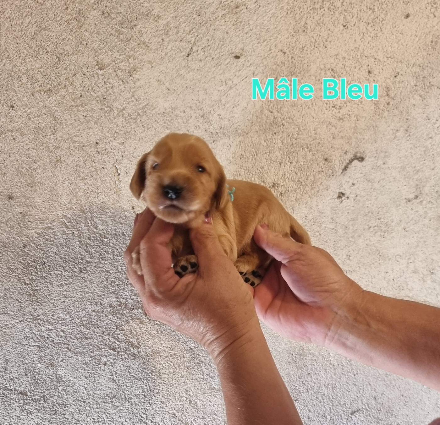 des bois de la bro - Chiots disponibles - Cocker Spaniel Anglais
