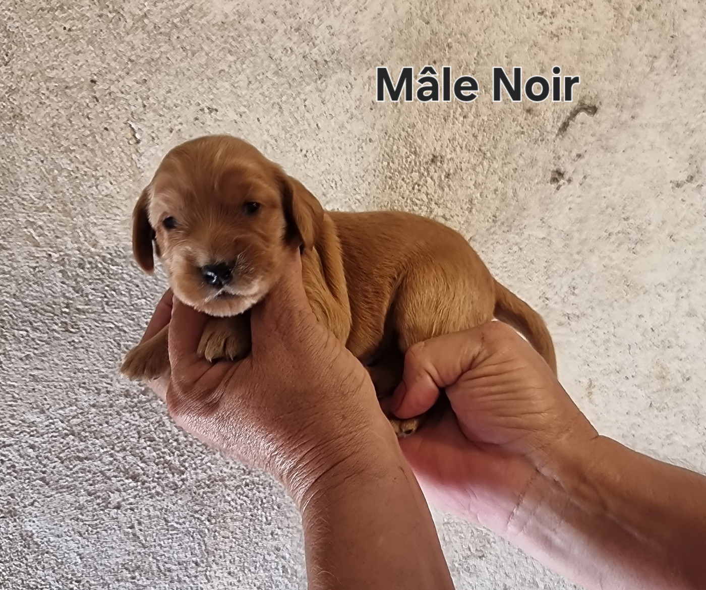 des bois de la bro - Chiots disponibles - Cocker Spaniel Anglais