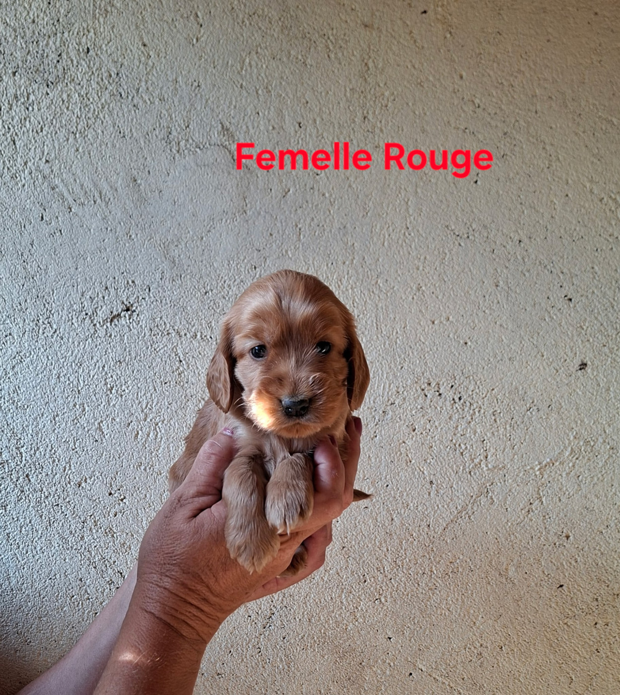 des bois de la bro - Chiots disponibles - Cocker Spaniel Anglais