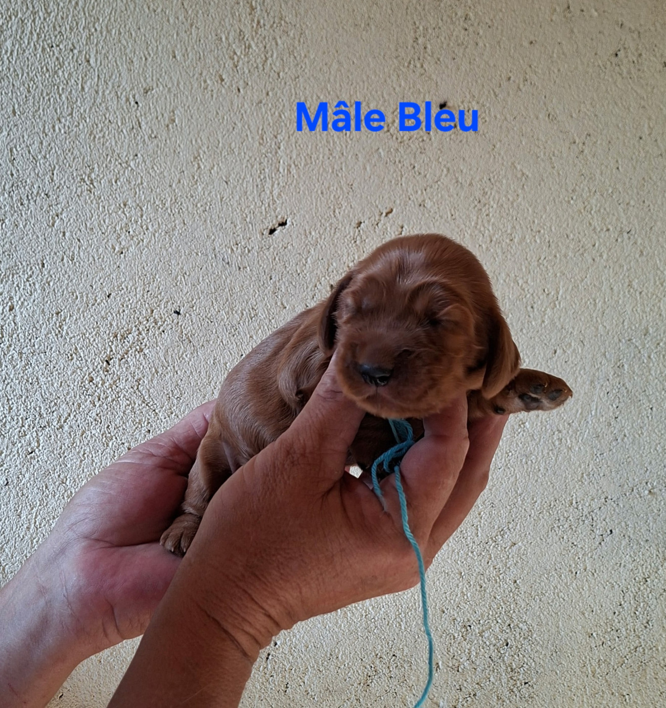 des bois de la bro - Chiots disponibles - Cocker Spaniel Anglais