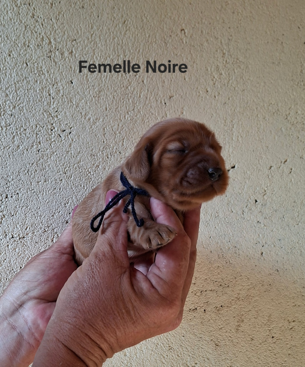 des bois de la bro - Chiots disponibles - Cocker Spaniel Anglais