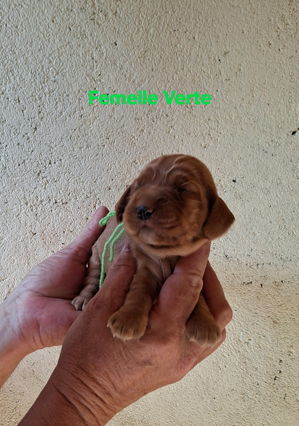 des bois de la bro - Chiots disponibles - Cocker Spaniel Anglais
