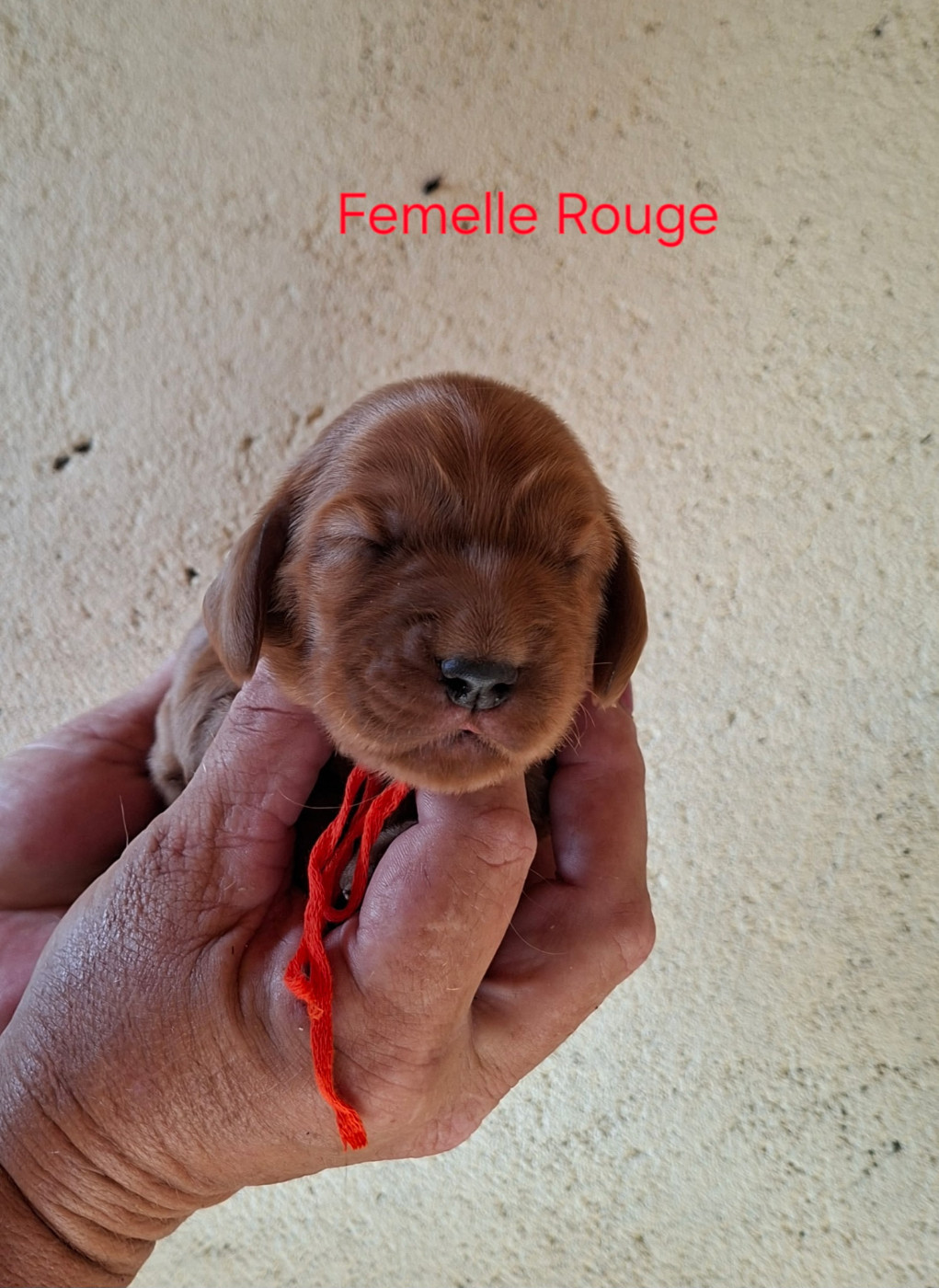 des bois de la bro - Chiots disponibles - Cocker Spaniel Anglais