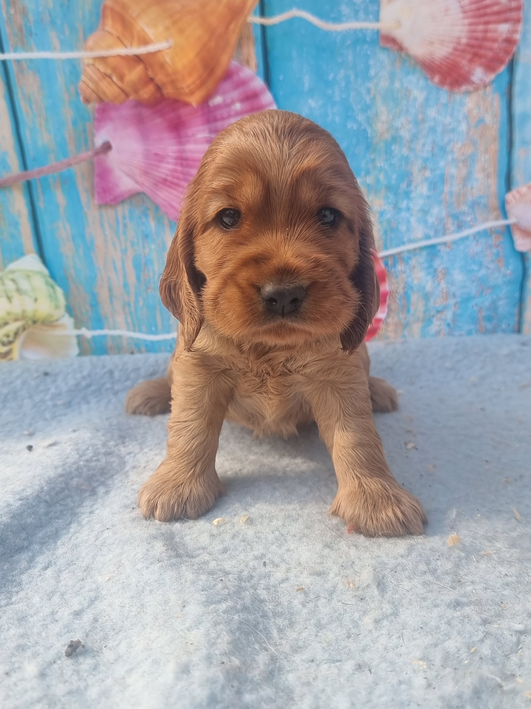 des bois de la bro - Chiots disponibles - Cocker Spaniel Anglais
