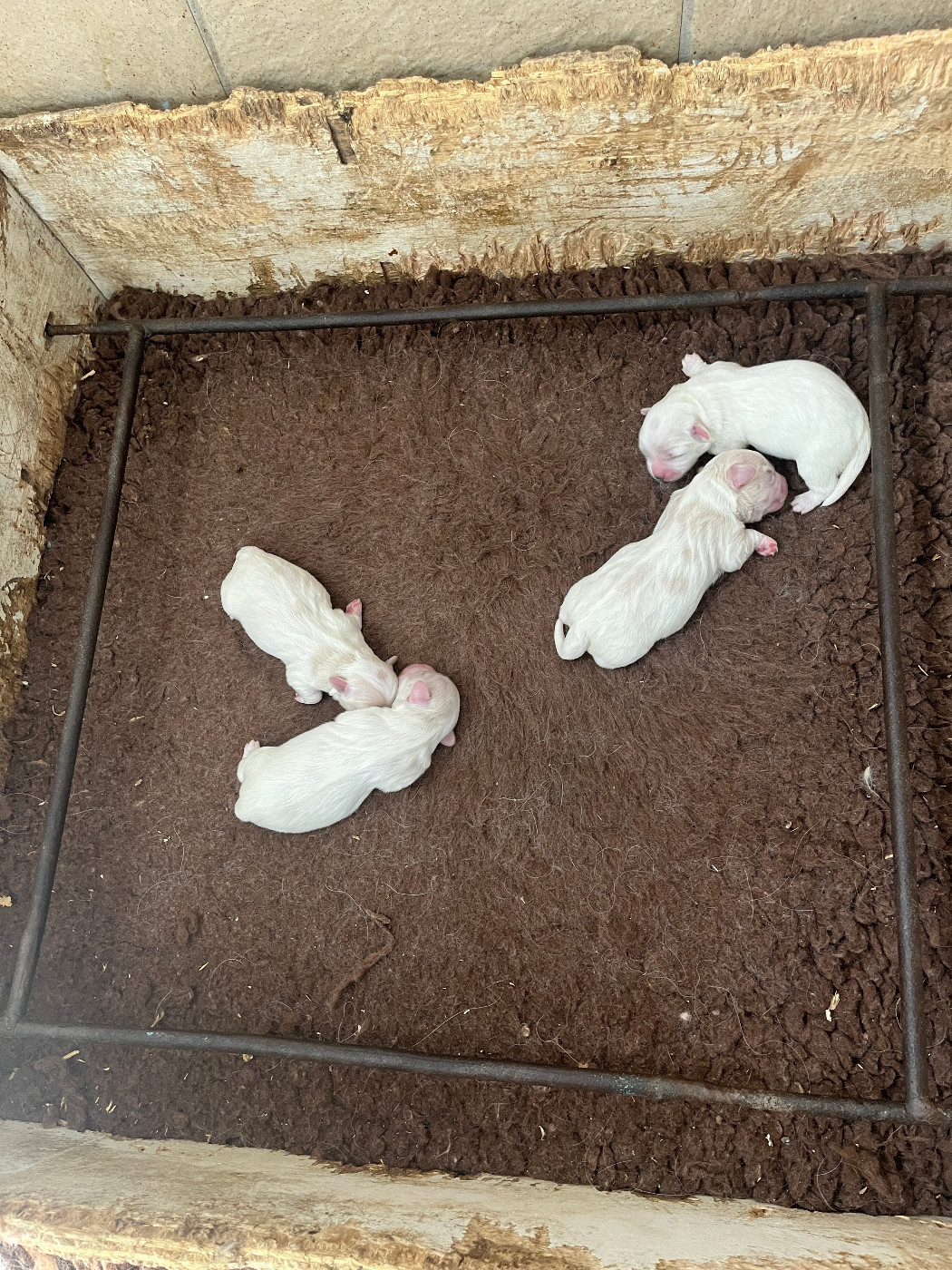Chiot Coton de Tulear des bois de la bro