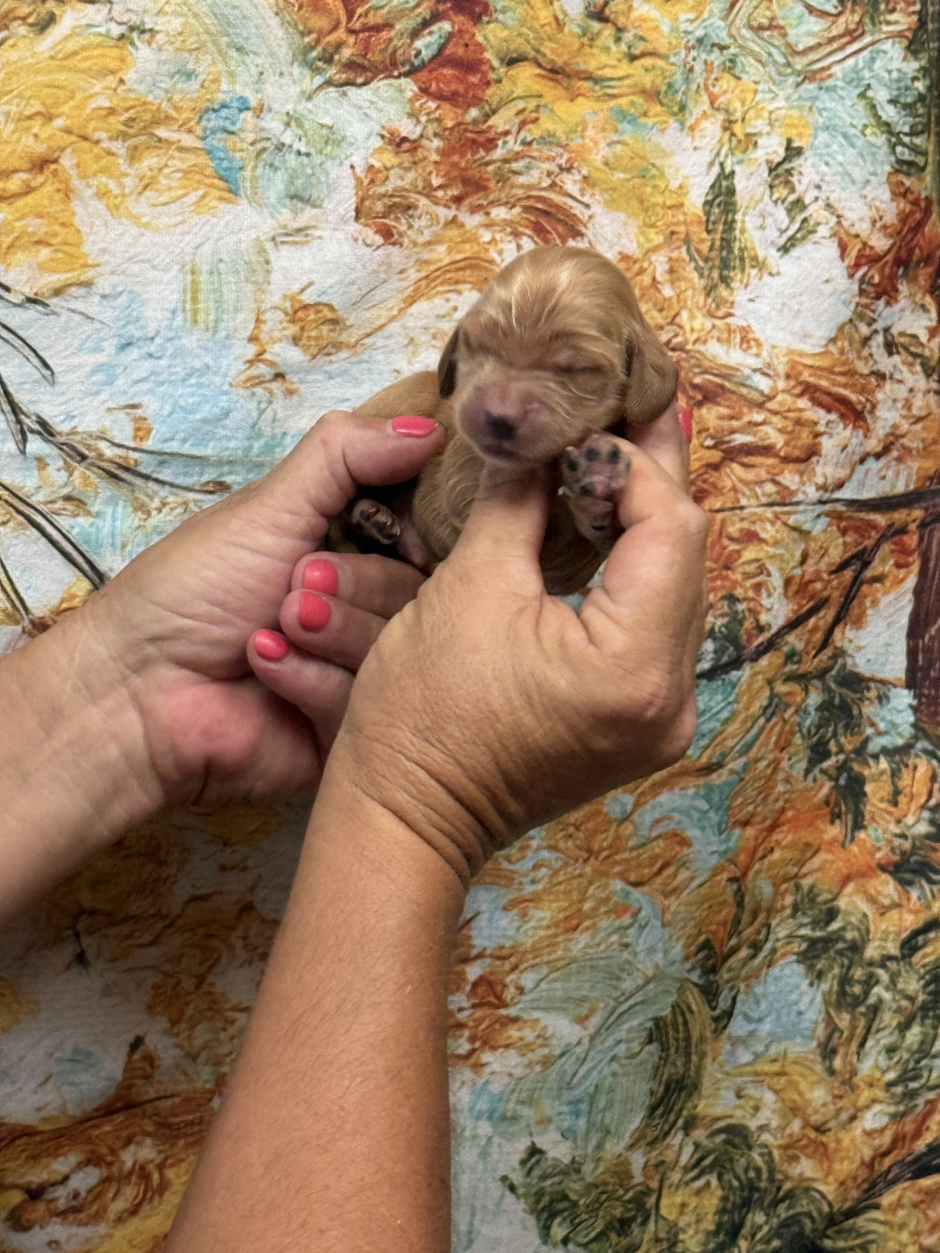 des bois de la bro - Chiots disponibles - Cocker Spaniel Anglais