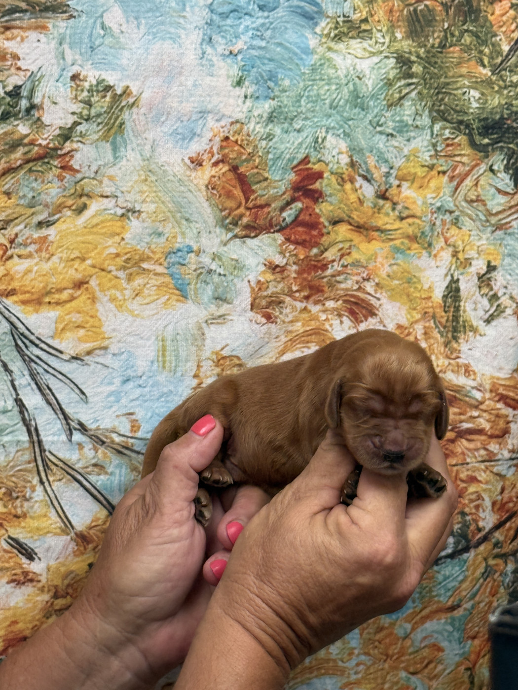 des bois de la bro - Chiots disponibles - Cocker Spaniel Anglais