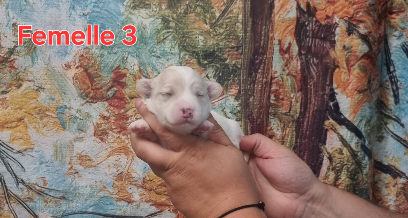 des bois de la bro - Chiots disponibles - Coton de Tulear
