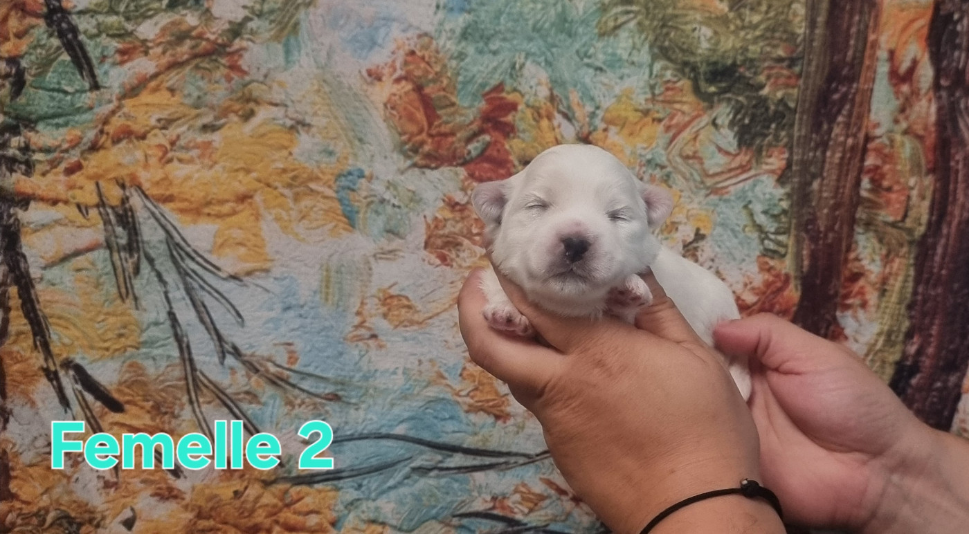 des bois de la bro - Chiots disponibles - Coton de Tulear