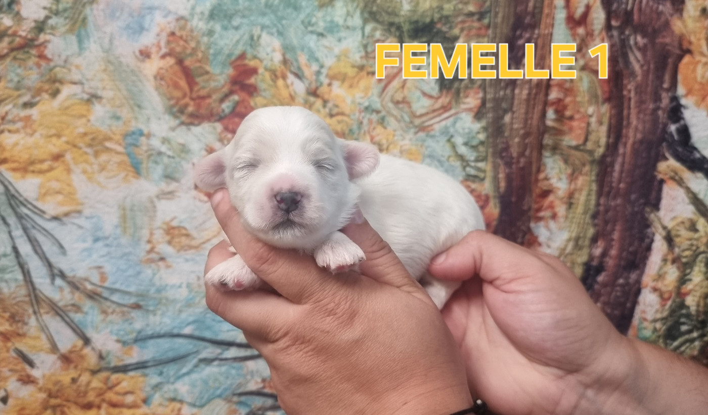des bois de la bro - Chiots disponibles - Coton de Tulear