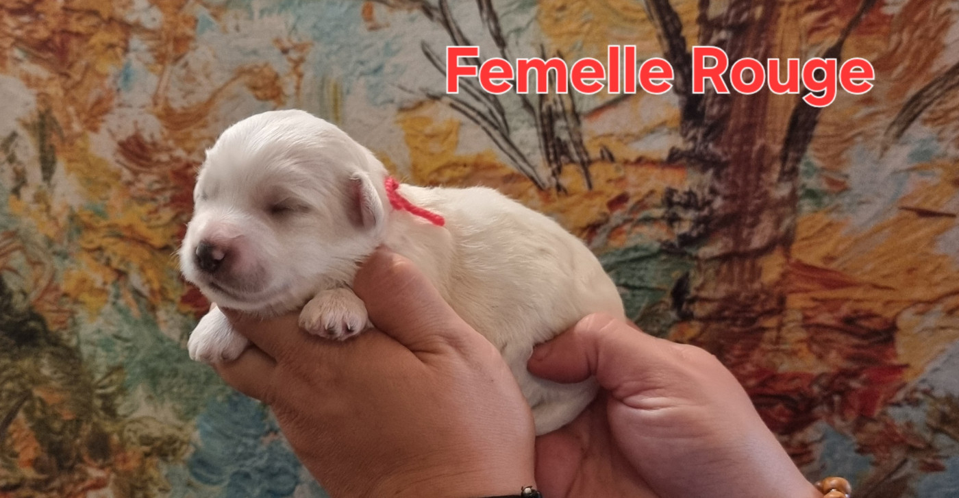 des bois de la bro - Chiots disponibles - Coton de Tulear