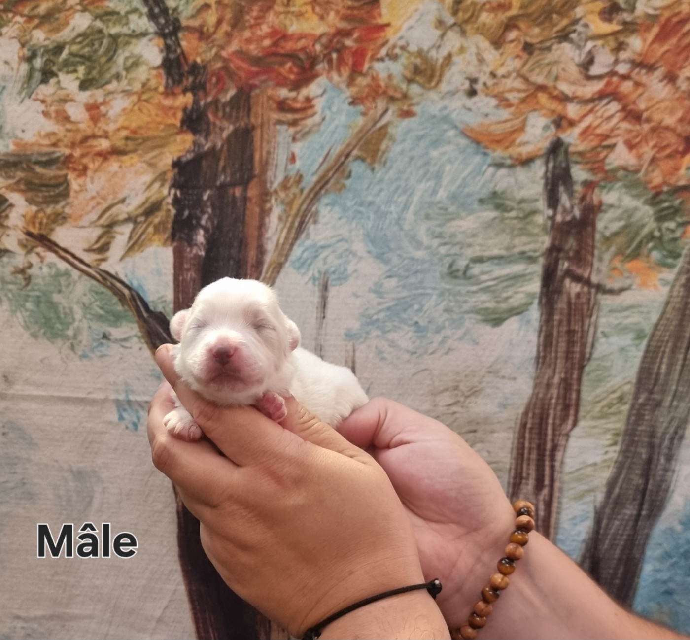 des bois de la bro - Chiots disponibles - Coton de Tulear