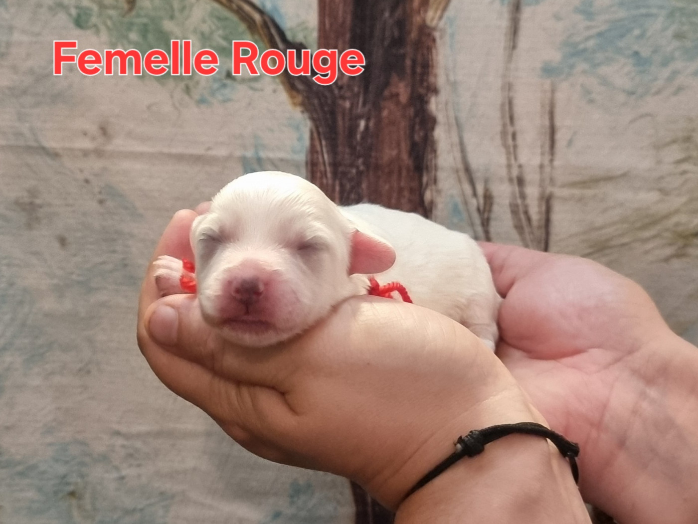 des bois de la bro - Chiots disponibles - Coton de Tulear