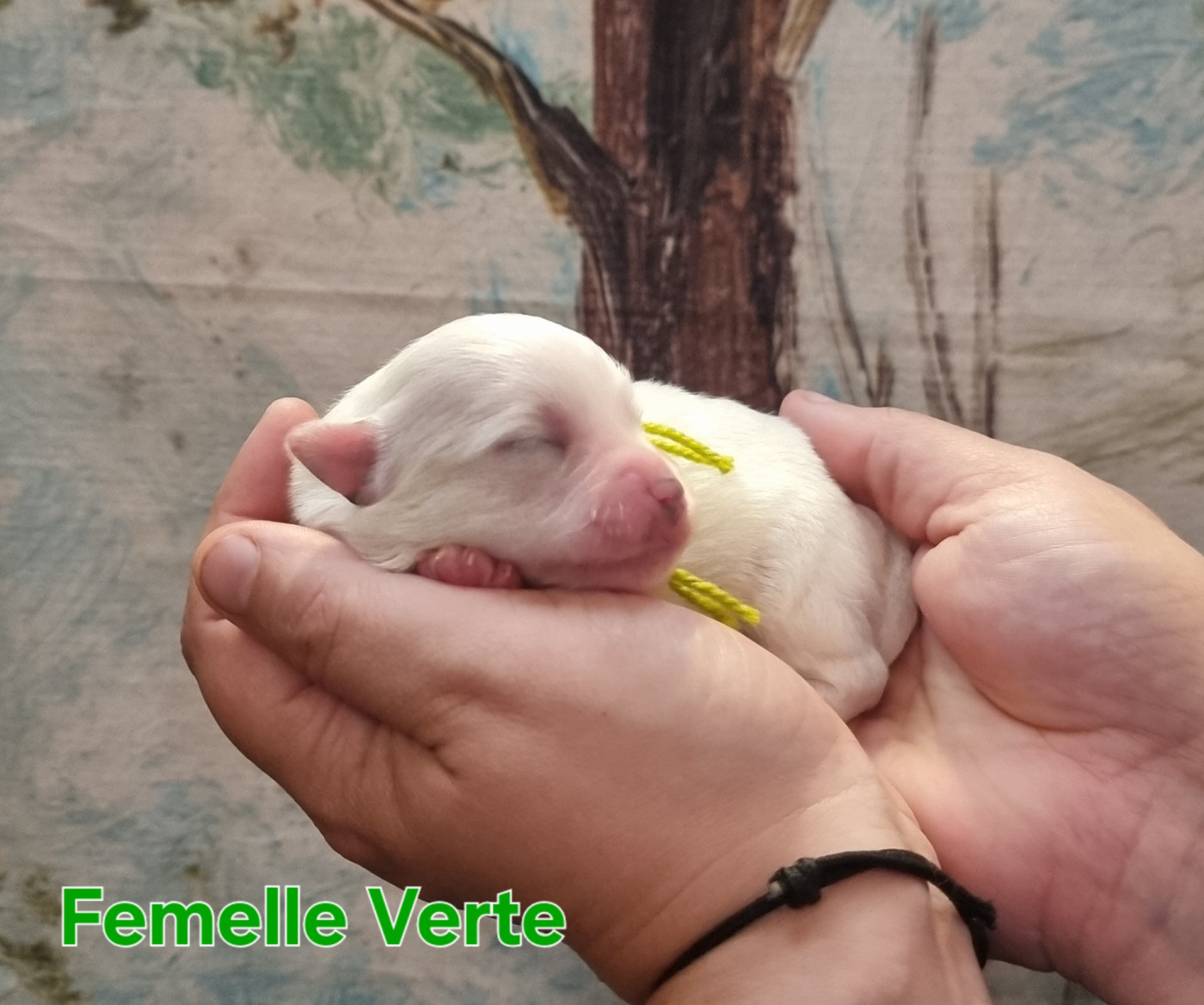 des bois de la bro - Chiots disponibles - Coton de Tulear