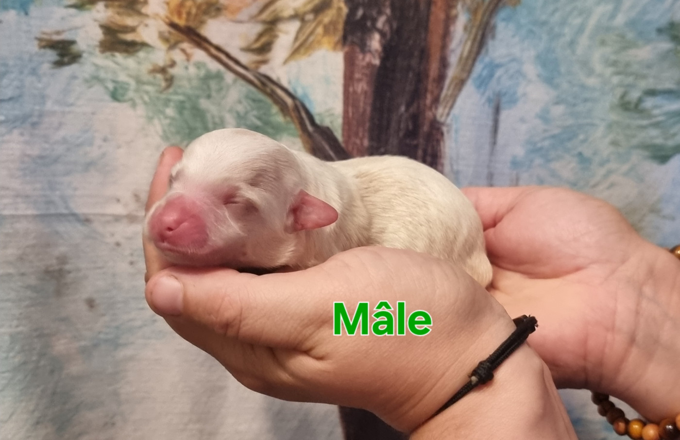 des bois de la bro - Chiots disponibles - Coton de Tulear