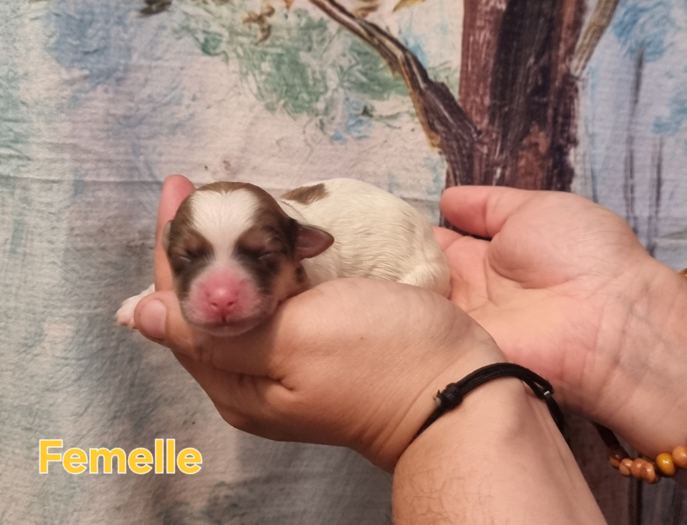 des bois de la bro - Chiots disponibles - Coton de Tulear