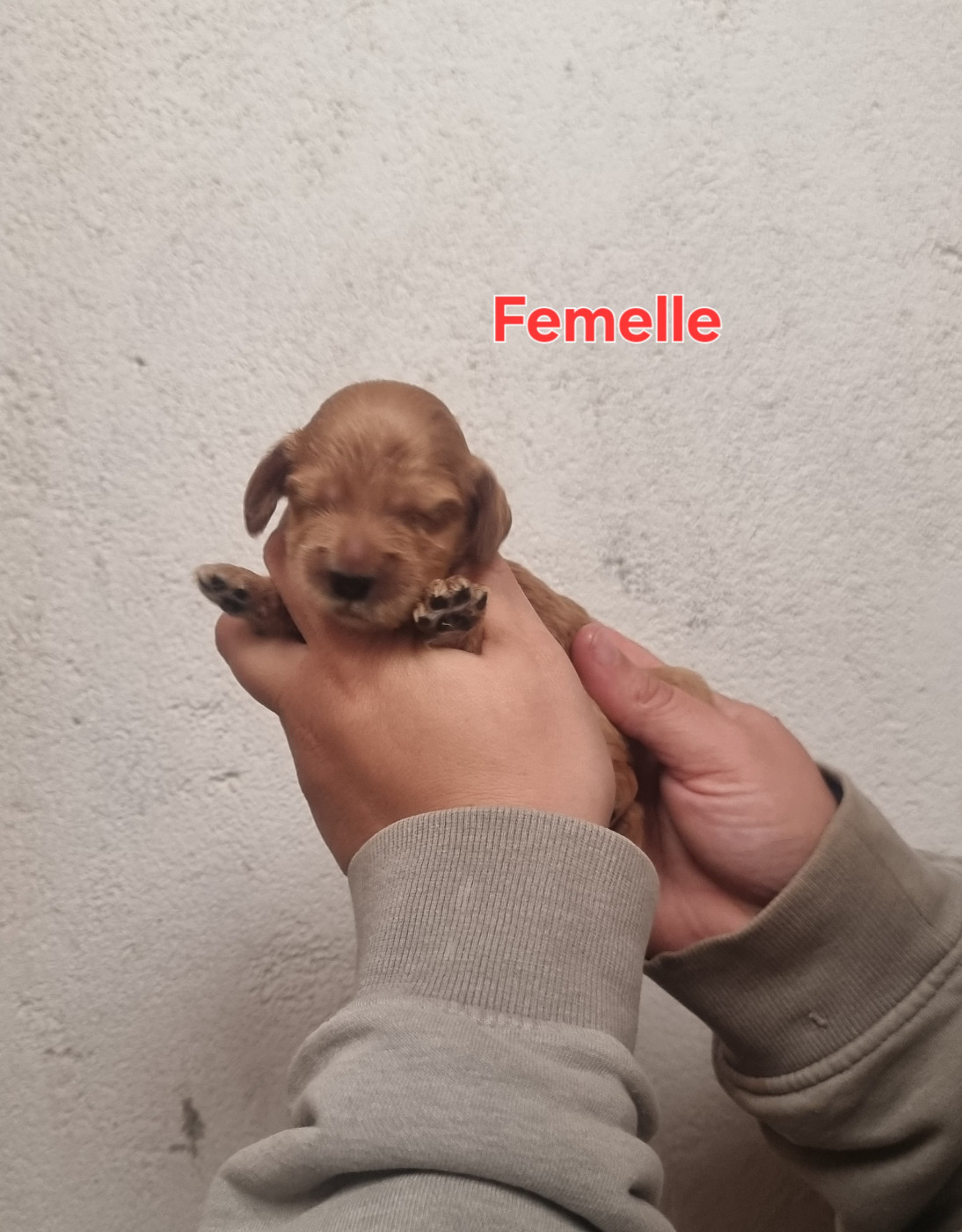 des bois de la bro - Chiots disponibles - Cocker Spaniel Anglais