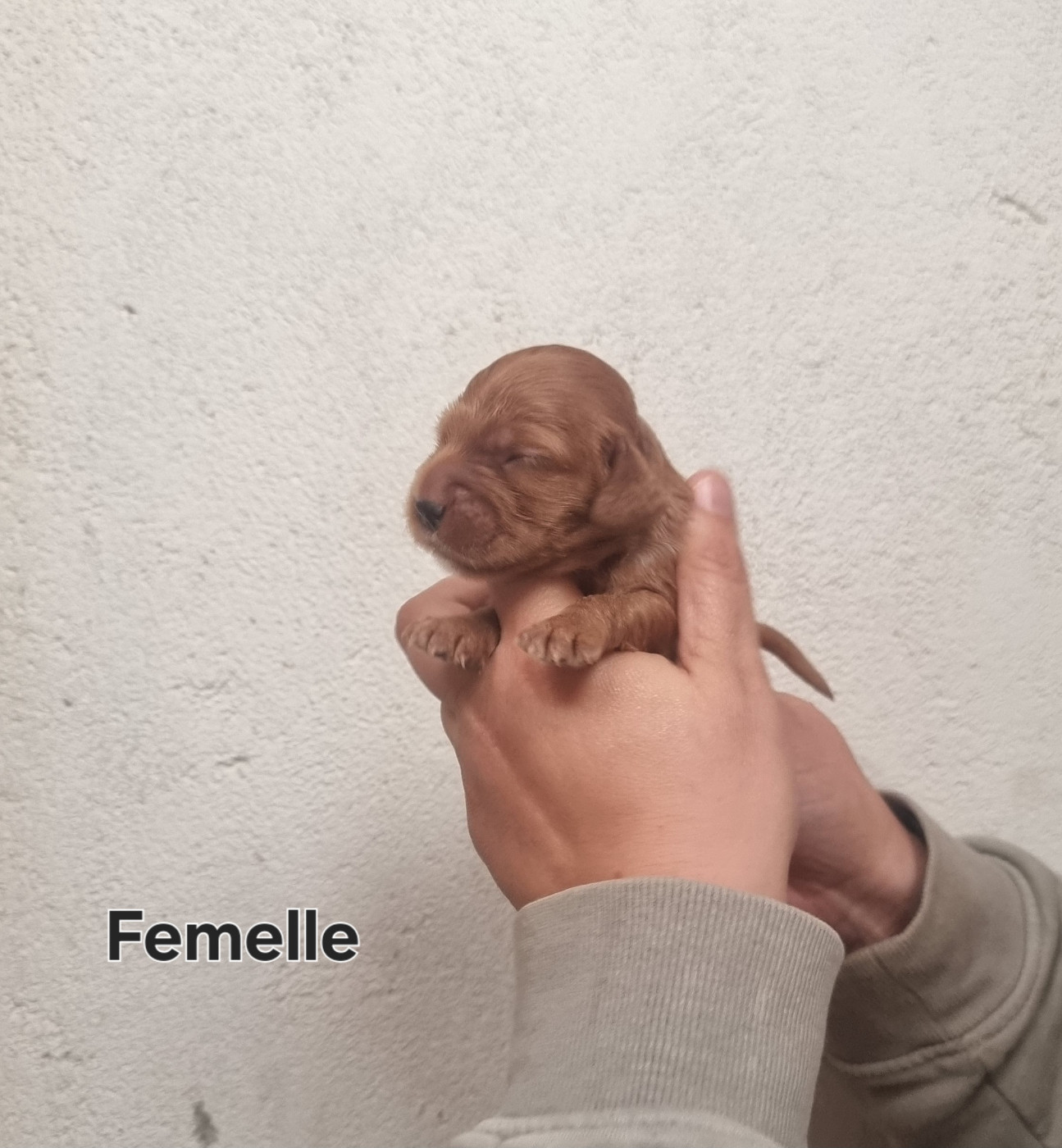 des bois de la bro - Chiots disponibles - Cocker Spaniel Anglais
