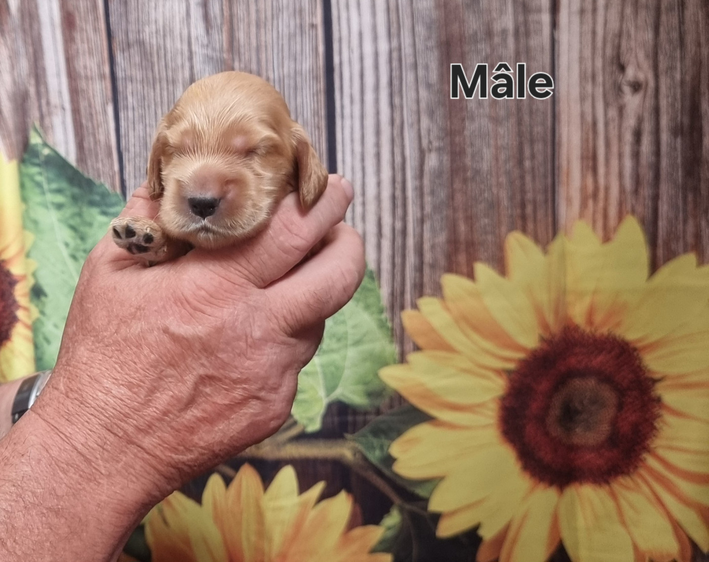 des bois de la bro - Cocker Spaniel Anglais - Portée née le 05/10/2026