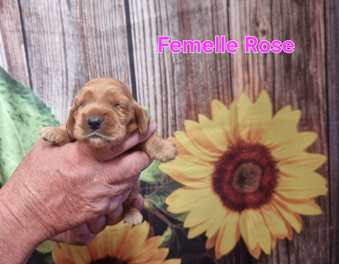 des bois de la bro - Chiots disponibles - Cocker Spaniel Anglais
