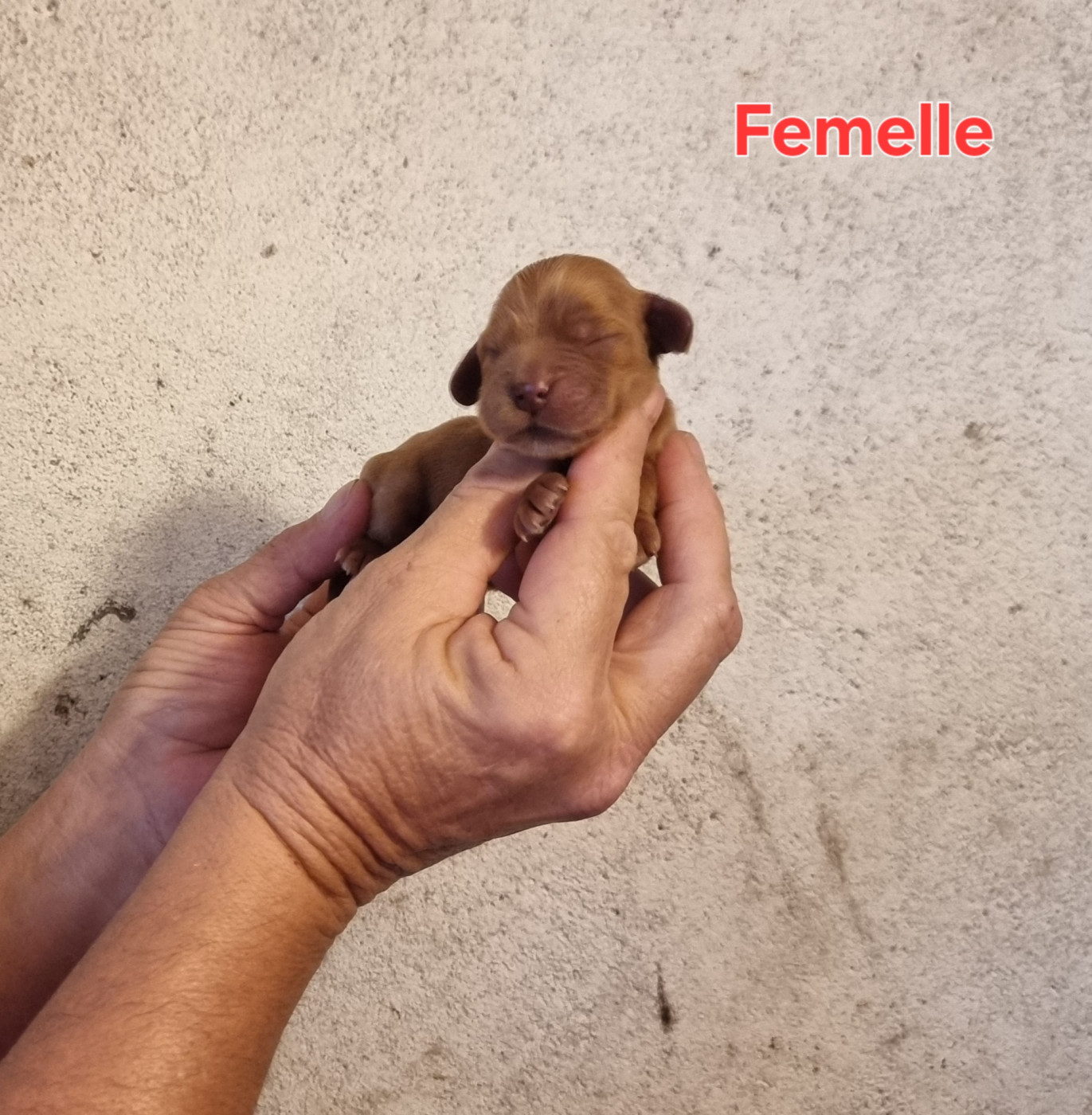 des bois de la bro - Chiots disponibles - Cocker Spaniel Anglais