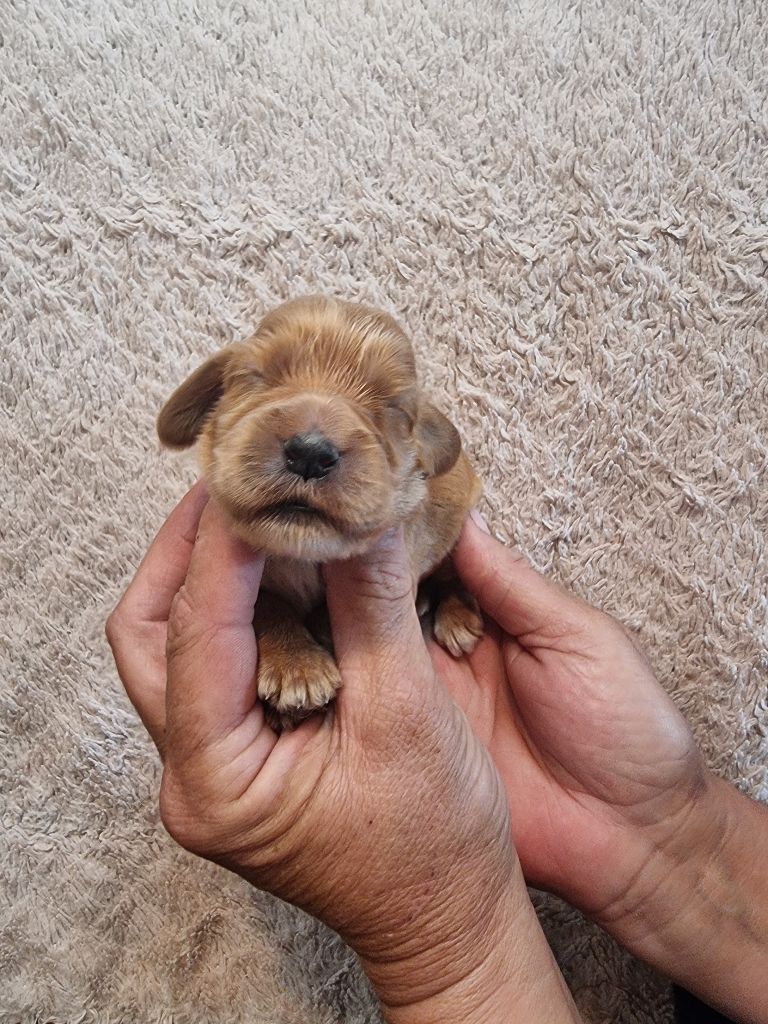 des bois de la bro - Chiots disponibles - Cocker Spaniel Anglais