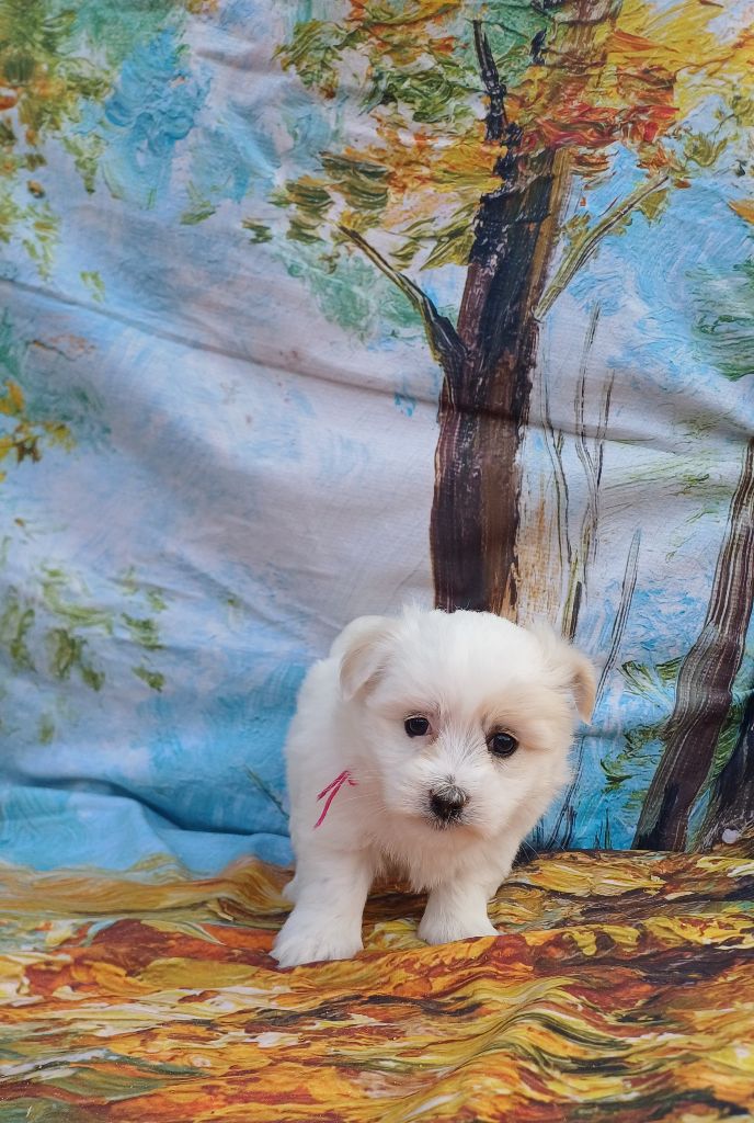 des bois de la bro - Chiots disponibles - Coton de Tulear