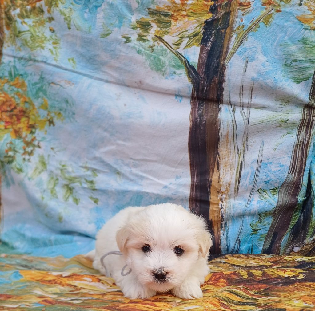 des bois de la bro - Chiots disponibles - Coton de Tulear
