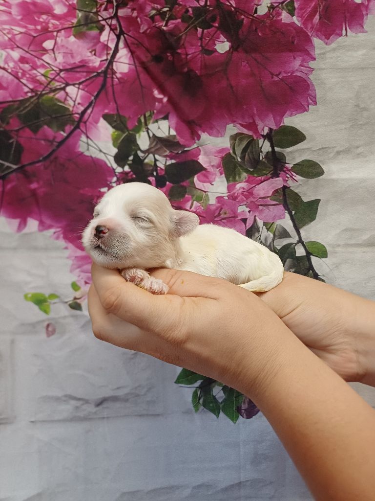 des bois de la bro - Chiots disponibles - Coton de Tulear