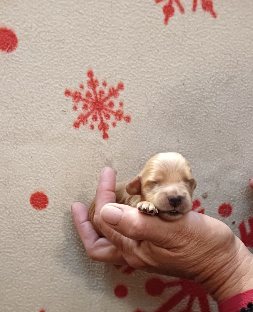 des bois de la bro - Chiots disponibles - Cocker Spaniel Anglais