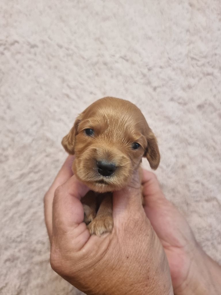 des bois de la bro - Chiots disponibles - Cocker Spaniel Anglais