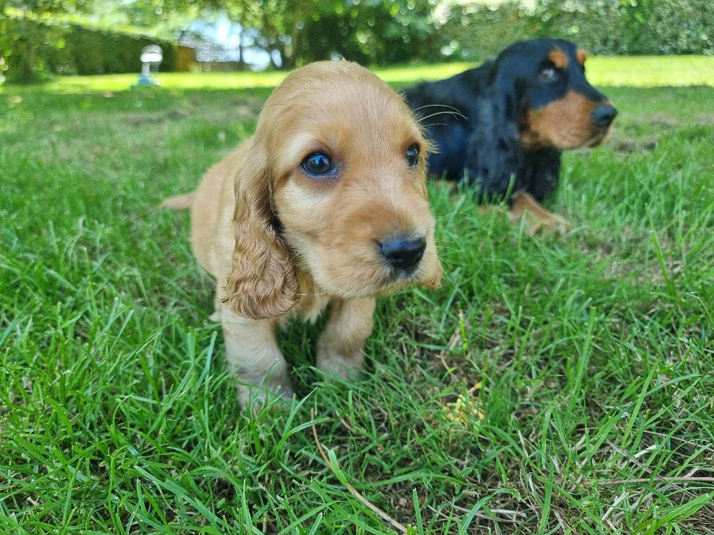 des bois de la bro - Cocker Spaniel Anglais - Portée née le 01/05/2025