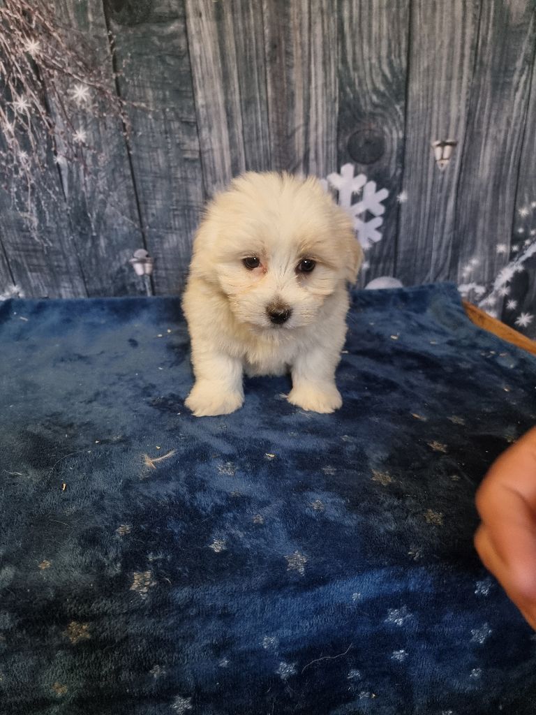 des bois de la bro - Chiots disponibles - Coton de Tulear