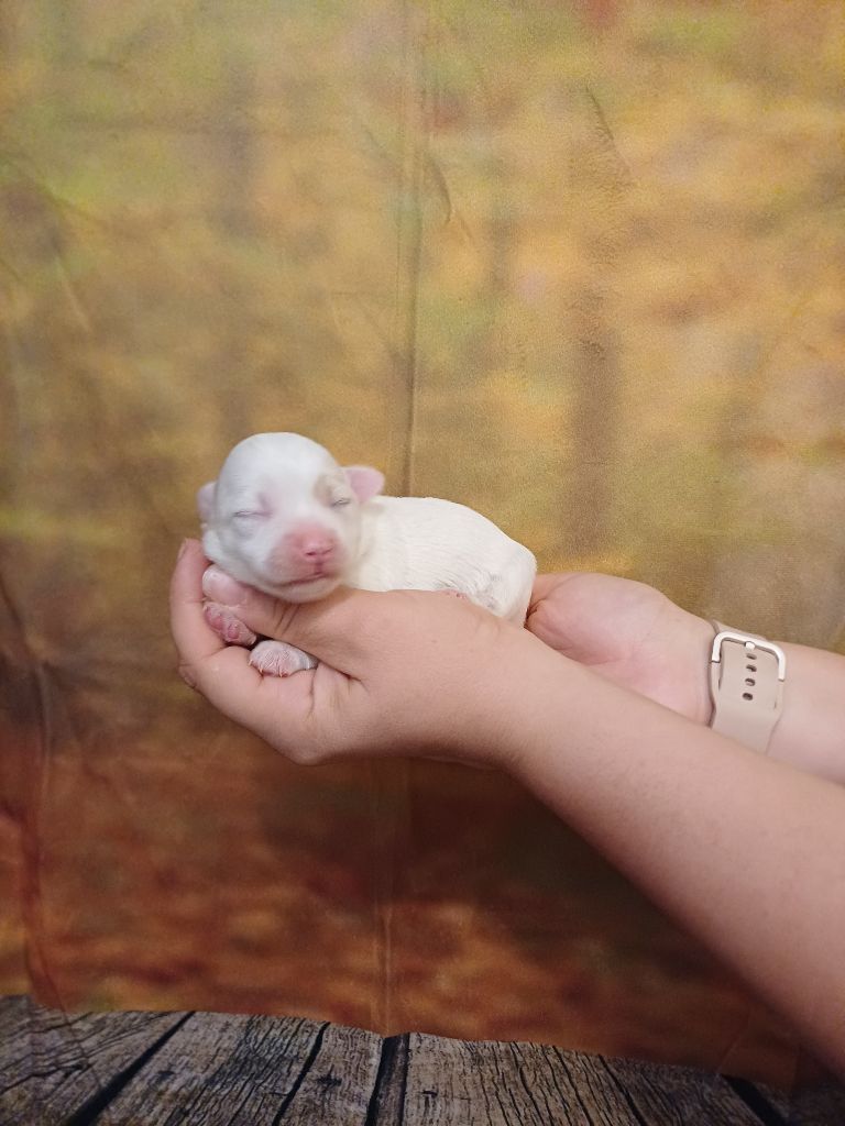 des bois de la bro - Chiots disponibles - Coton de Tulear